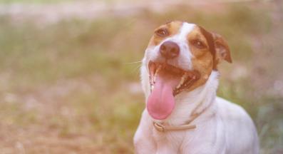 куче лош дъх