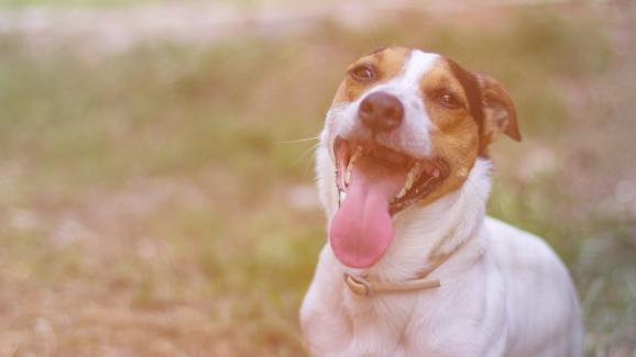 8 възможни причини за лошия дъх на вашето куче