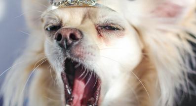 куче лош дъх