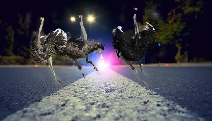 щраус - КУРИОЗНА ГОНКА: Полицията преследва стадо избягали щрауси по улиците (ВИДЕО)