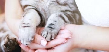 Могат ли котките да бъдат животни за емоционална подкрепа