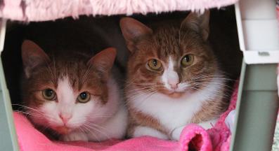 пътуване с две котки