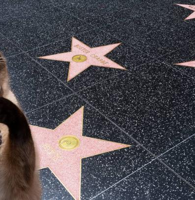 Холивуд скандал