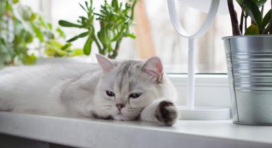 котка у дома