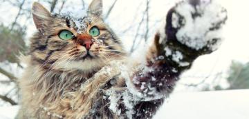 7 съвета как да се грижим за котките през зимата, ако живеем в къща