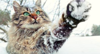 котка през зимата