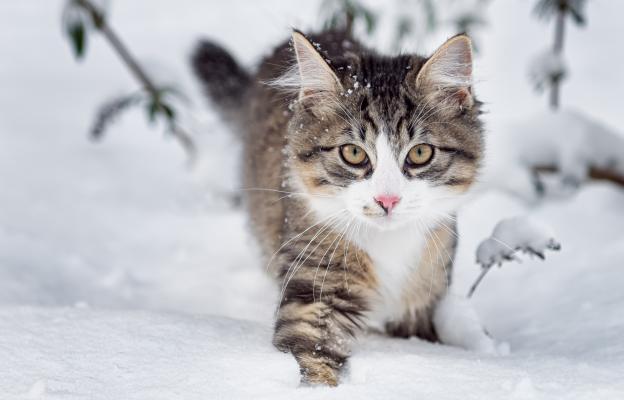 котка през зимата