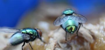 Как да държим мухите далеч от котешката храна