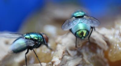 котешка храна