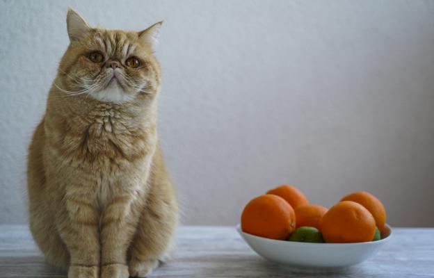 котка портокали