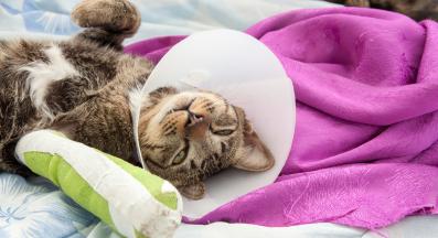 котка счупена кост