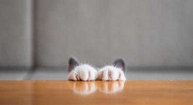 котешки лапи