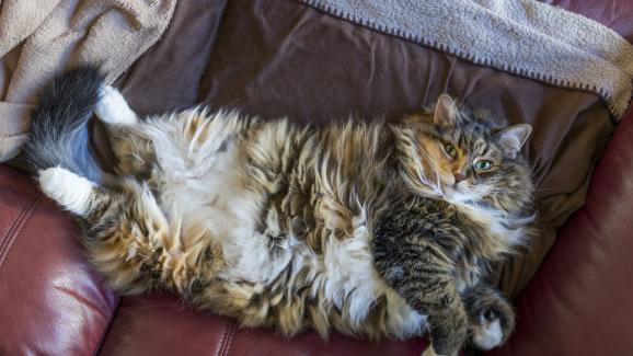 Как затлъстяването причинява артрит при котките