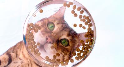 котка лакомство