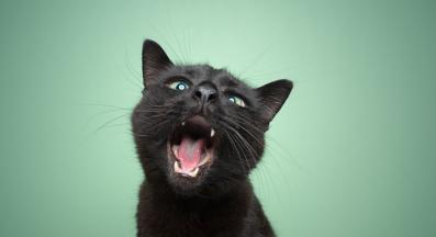 котка мяука