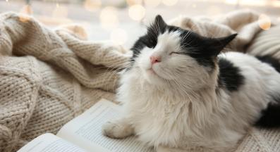 котка у дома