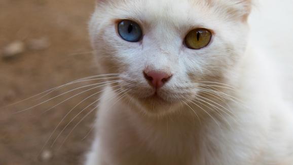 котка у дома