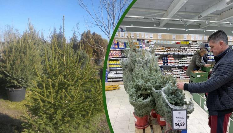 а - СЕКИРА ЗА КОЛЕДА: Елхата за празника удря 50 лева