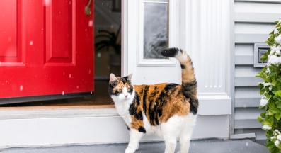 котка навън