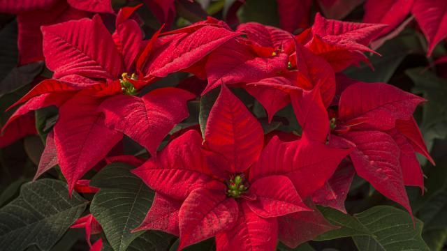  Коледна звезда - красиво, но капризно цвете