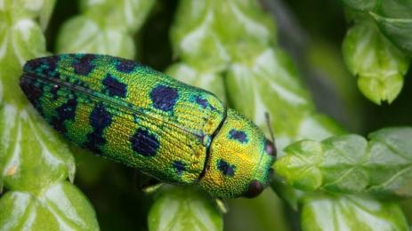 Кипарисова златка