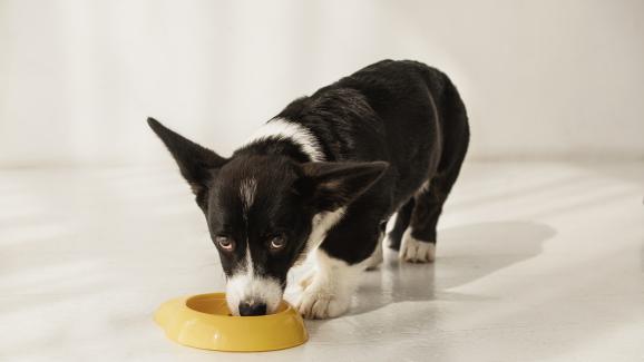 Как да стимулираме апетита на кученцето си