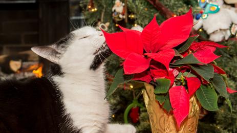 коледна звезда