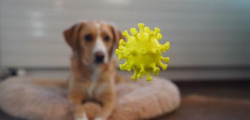 5 прости стъпки за укрепване на имунната система на вашето куче