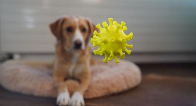 куче здраве