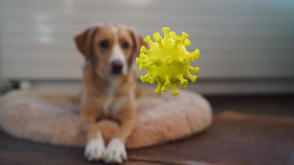 5 прости стъпки за укрепване на имунната система на вашето куче