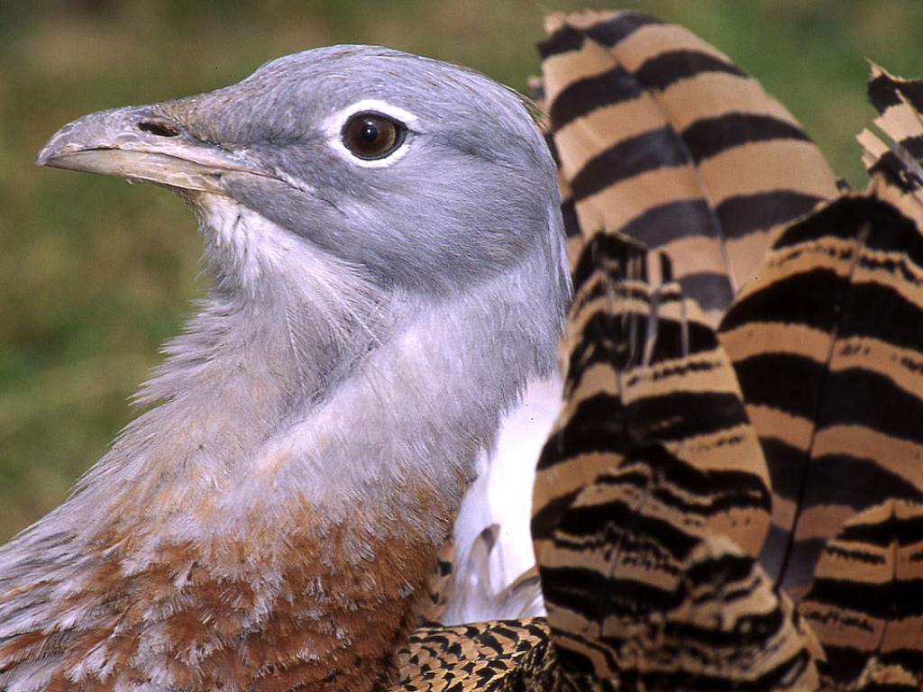 Алдабра е вид птица изчезнал преди 136 000 години когато