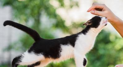 котка мърка