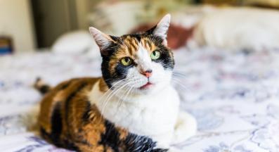 възрастна котка