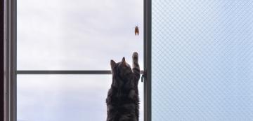 Безопасно ли е котката да яде буболечки