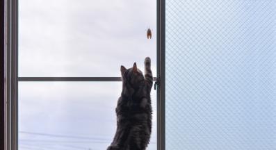 котка и буболечки