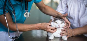 9 често срещани спешни случаи при котките