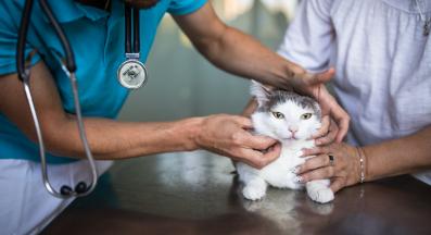 котка ветеринар