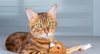 котка играчки