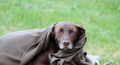 куче трепери