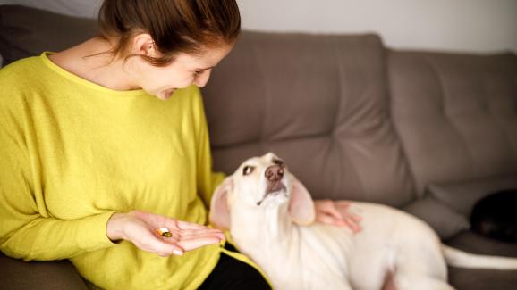 7 витамина, от които кучето ви се нуждае за здравословен живот