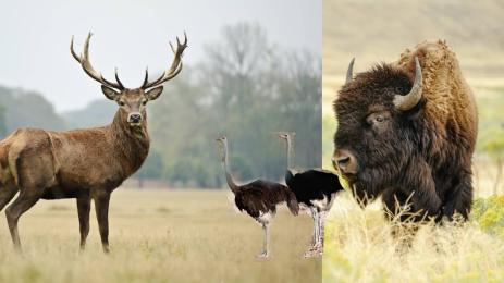 бизон елен щрауси