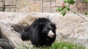 От зоологическата градина публикуваха снимки на вида бърнести мечки Шрея