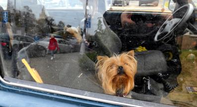 куче само в кола