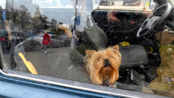 Безопасно ли е да оставяме кучето си само в колата през зимата