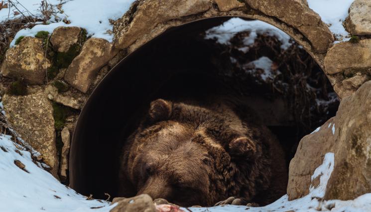 мечка спи зима - БЕЗ ДРЯМКА: Бърнестите мечки Шрея и Лиам няма да заспят зимен сън в софийския зоопарк