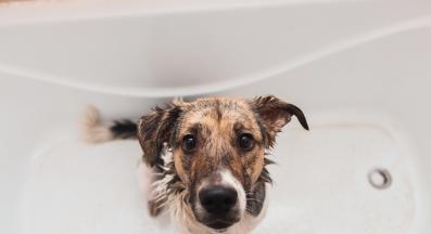 куче къпане