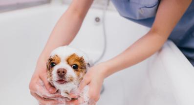 куче къпане