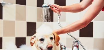 7 най-чести грешки, които собствениците правят при къпането на кучето си