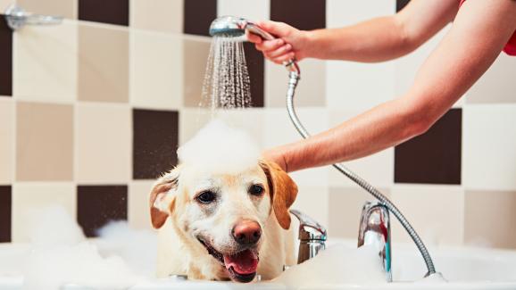7 най-чести грешки, които собствениците правят при къпането на кучето си