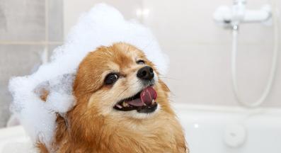 куче къпане